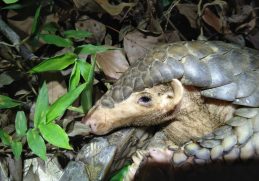 A Chinese pangolin photographed in Taiwan in 2021.