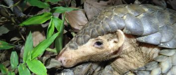 A Chinese pangolin photographed in Taiwan in 2021.