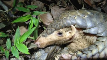A Chinese pangolin photographed in Taiwan in 2021.