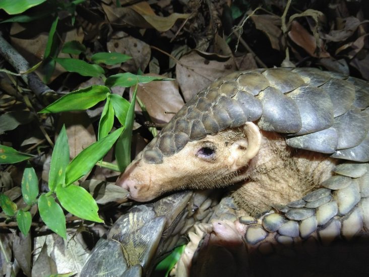 A Chinese pangolin photographed in Taiwan in 2021.