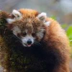 Red panda cub looking out from a tree in Langtang National Park.