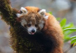 Red panda cub looking out from a tree in Langtang National Park.