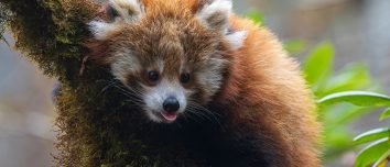 Red panda cub looking out from a tree in Langtang National Park.