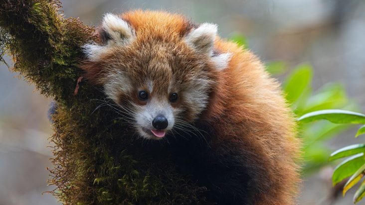 Red panda cub looking out from a tree in Langtang National Park.
