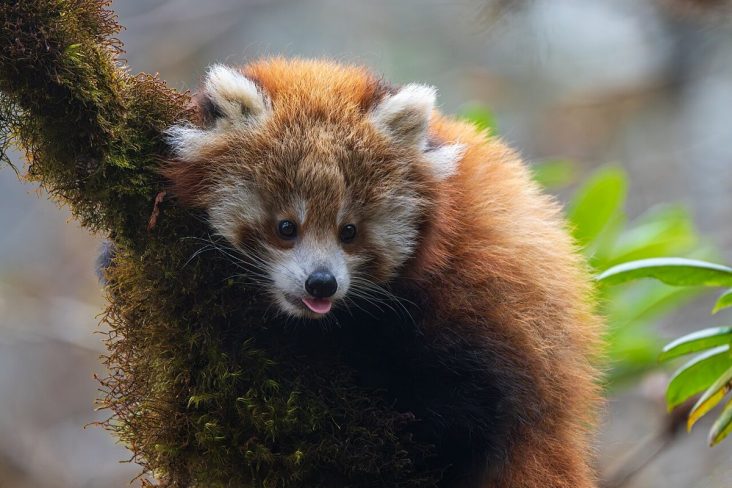 Red panda cub looking out from a tree in Langtang National Park.