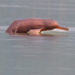 A Ganges river dolphin photographed in India in 2024.