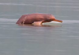 A Ganges river dolphin photographed in India in 2024.