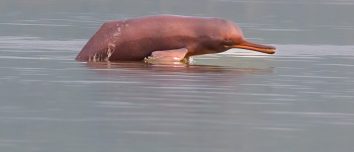 A Ganges river dolphin photographed in India in 2024.