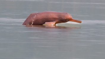A Ganges river dolphin photographed in India in 2024.