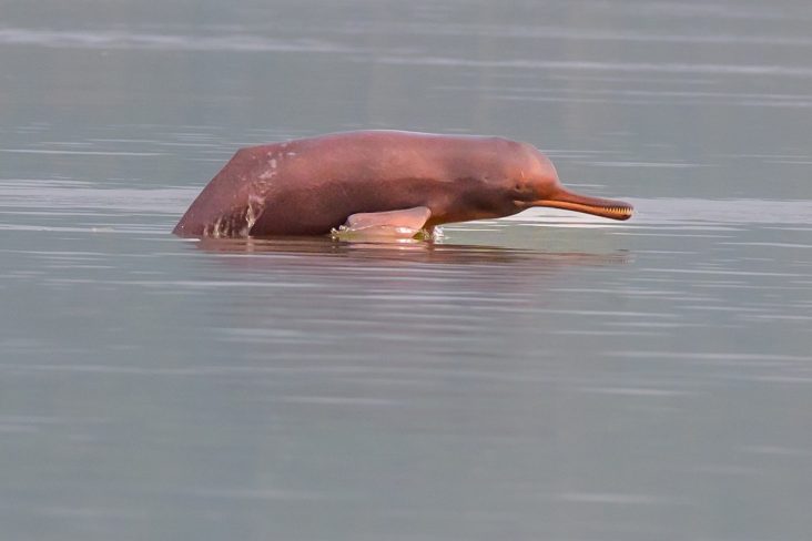 A Ganges river dolphin photographed in India in 2024.