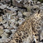 Snow leopard photographed at Karlsruhe Zoo.