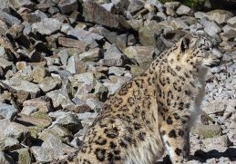 Snow leopard photographed at Karlsruhe Zoo.