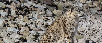 Snow leopard photographed at Karlsruhe Zoo.