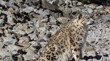 Snow leopard photographed at Karlsruhe Zoo.
