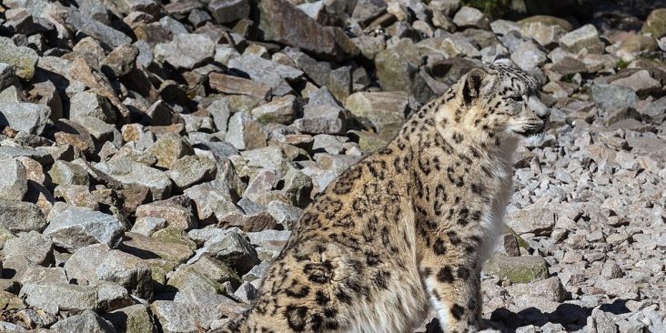 Snow leopard photographed at Karlsruhe Zoo.