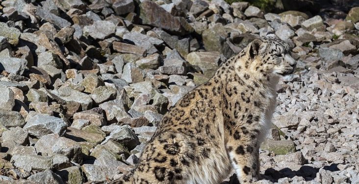 Snow leopard photographed at Karlsruhe Zoo.