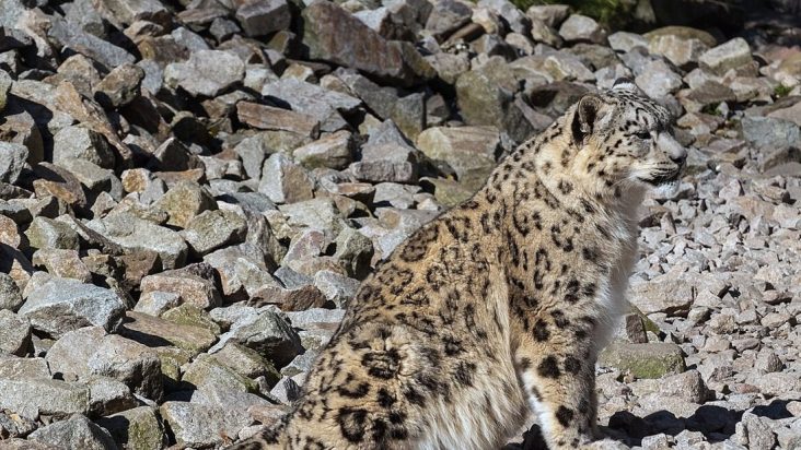 Snow leopard photographed at Karlsruhe Zoo.