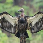 White-rumped vulture spreading its wings in Chitwan.