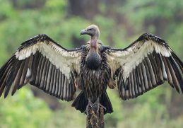 White-rumped vulture spreading its wings in Chitwan.