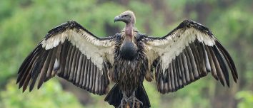 White-rumped vulture spreading its wings in Chitwan.