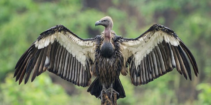 White-rumped vulture spreading its wings in Chitwan.