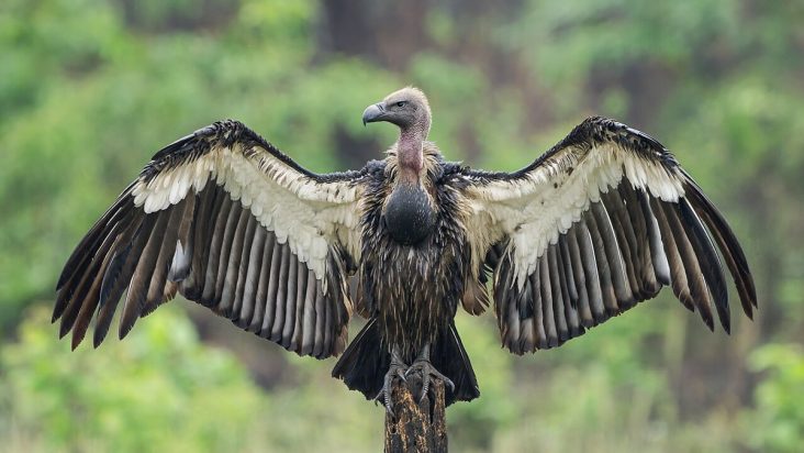 White-rumped vulture spreading its wings in Chitwan.