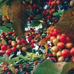 Coffee cherries photographed on a plant in rural Nepal.