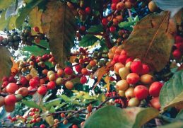 Coffee cherries photographed on a plant in rural Nepal.