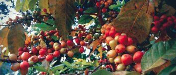 Coffee cherries photographed on a plant in rural Nepal.