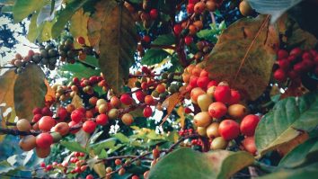 Coffee cherries photographed on a plant in rural Nepal.