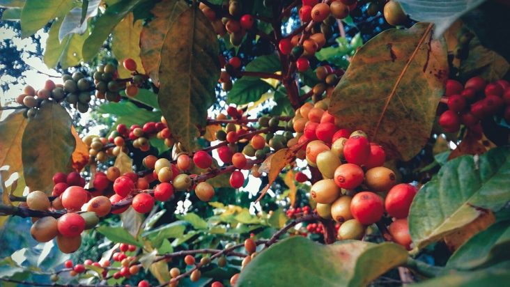 Coffee cherries photographed on a plant in rural Nepal.