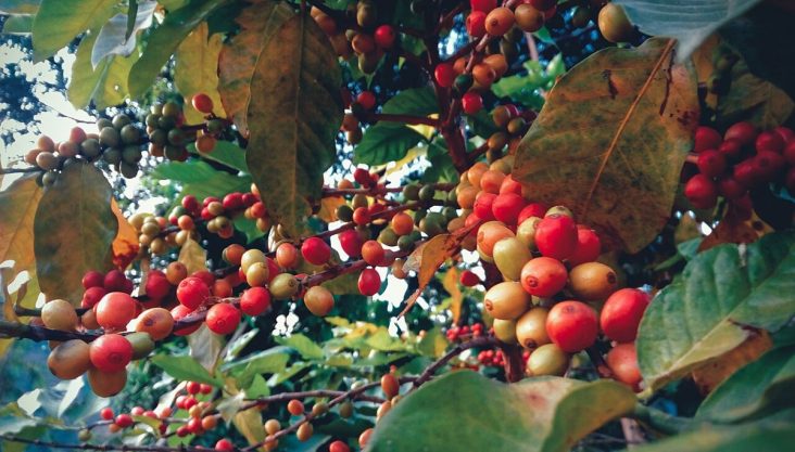 Coffee cherries photographed on a plant in rural Nepal.