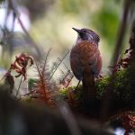 Hoary-throated barwing perched in the forest at Phulchowki.