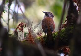 Hoary-throated barwing perched in the forest at Phulchowki.