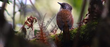 Hoary-throated barwing perched in the forest at Phulchowki.