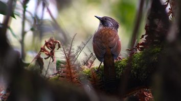 Hoary-throated barwing perched in the forest at Phulchowki.