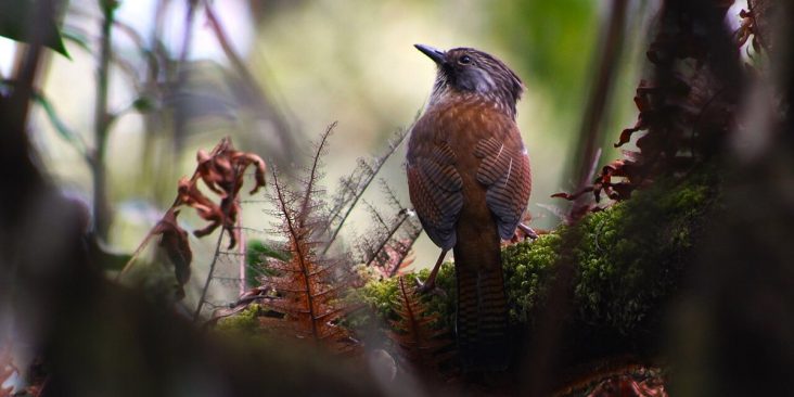 Hoary-throated barwing perched in the forest at Phulchowki.