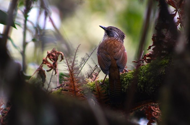 Hoary-throated barwing perched in the forest at Phulchowki.